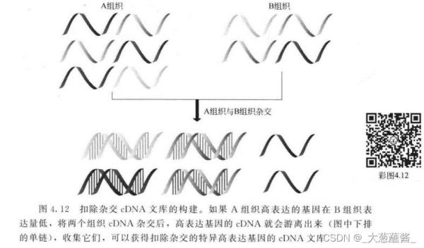 基因文库就是cdna文库(基因文库就是cdna文库嘛)插图