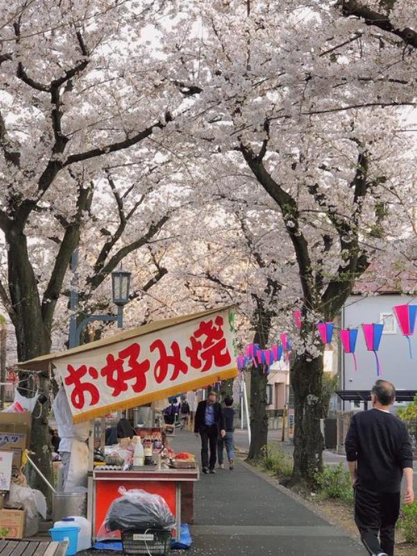 日本樱花服务器地址(日本樱花服务器地址)插图